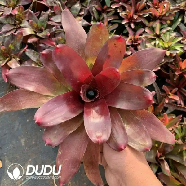 1756126421-1744618551-e201.webp Bromelioideae Jenny - Image 1