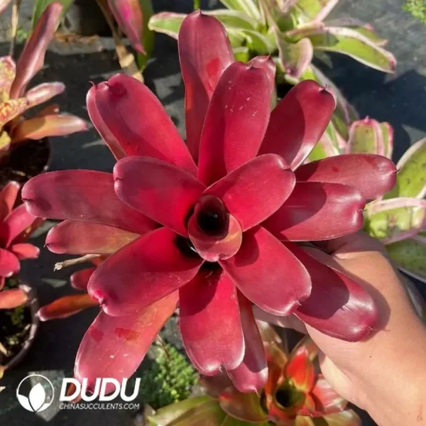 Bromelioideae Behemoth - Image 1