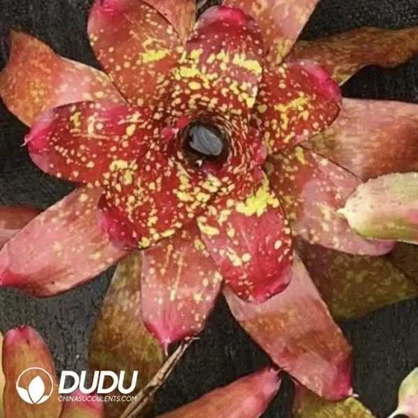 1756126425-1744618556-e201.webp Bromelioideae Yali - Image 1