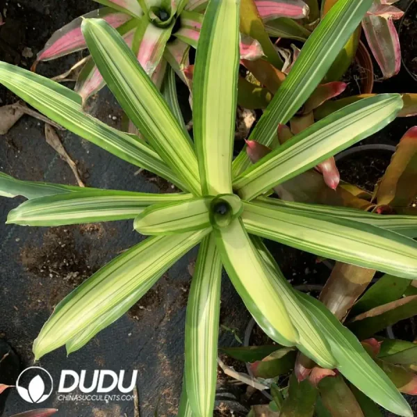 Bromelioideae White Peach Variegated - Image 1
