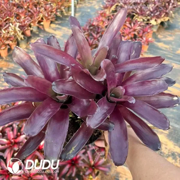 Bromelioideae Purple Rose Clustering - Image 1