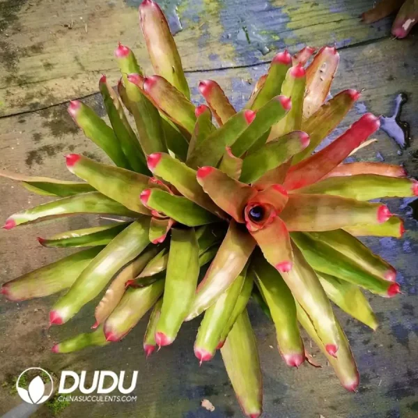 1756126429-1744618563-e201.webp Bromelioideae Pink Lady (2-3 heads) - Image 1