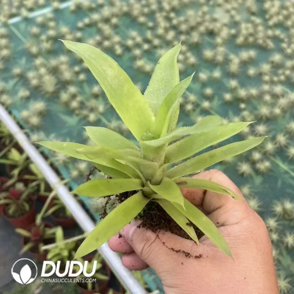 1756126431-1744618565-e201.webp Bromelioideae Little Green - Image 1