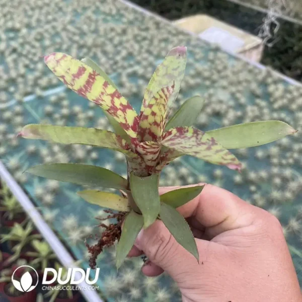 1756126432-1744618568-e201.webp Bromelioideae Leopard Print - Image 1