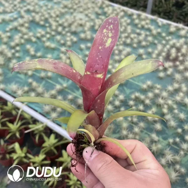 1756126433-1744618572-e201.webp Bromelioideae Pink Face - Image 1