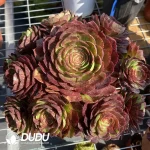 Aeonium Aurora Clustering