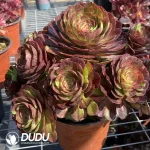 Aeonium Aurora Clustering - Image 2