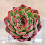 Soilless Echeveria Pollyanna