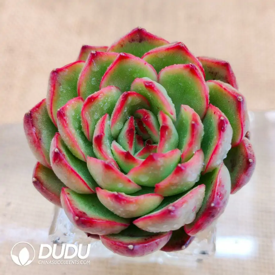 1756126440-1744870722-e201.webp Soilless Echeveria Pollyanna - Image 1