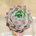Soilless Echeveria Pure Love