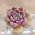 Soilless Echeveria Arzee
