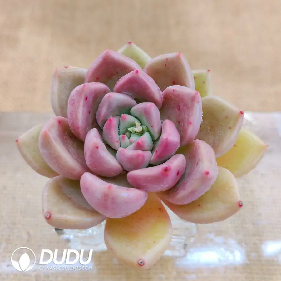 1756126446-1744870733-e201.webp Soilless Echeveria Arzee - Image 1