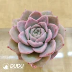 Soilless Echeveria Amazing Grace