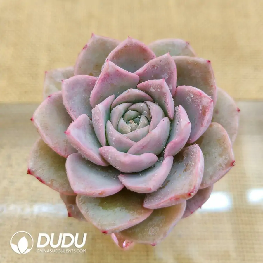 1756126448-1744870734-e201.webp Soilless Echeveria Amazing Grace - Image 1