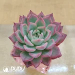Soilless Echeveria Black Swan