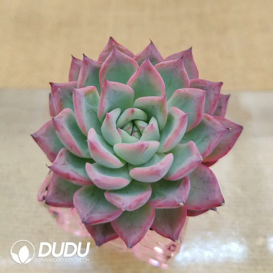 1756126455-1744870750-e201.webp Soilless Echeveria Black Swan - Image 1