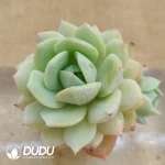 Soilless Echeveria Angel's