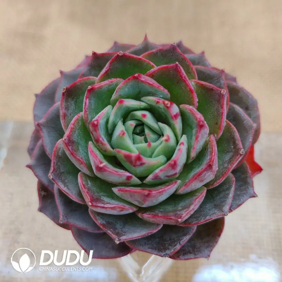 1756126468-1744870779-e201.webp Soilless Echeveria Suguarheart Ling Yin - Image 1