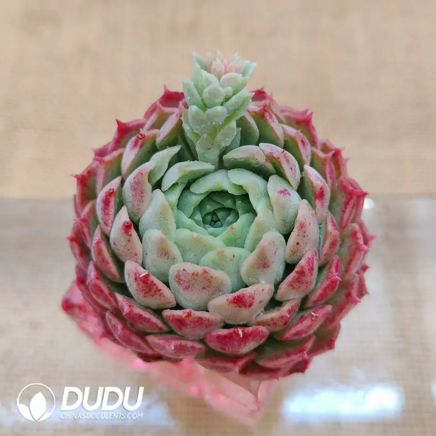 1756126470-1744870784-e201.webp Soilless Echeveria Red Hole - Image 1