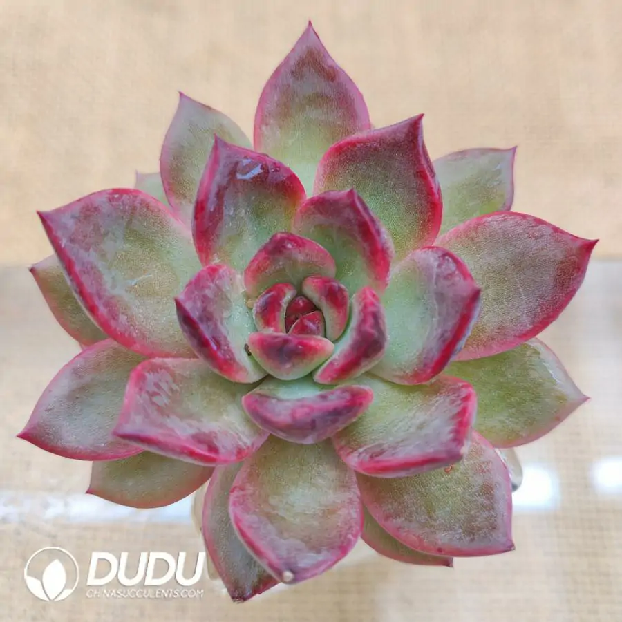 1756126471-1744870786-e201.webp Soilless Echeveria ZiWei Rose - Image 1