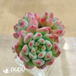 Soilless Echeveria Blue Apple Clustering