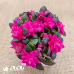 Soilless Anacampseros Fubuki Clustering