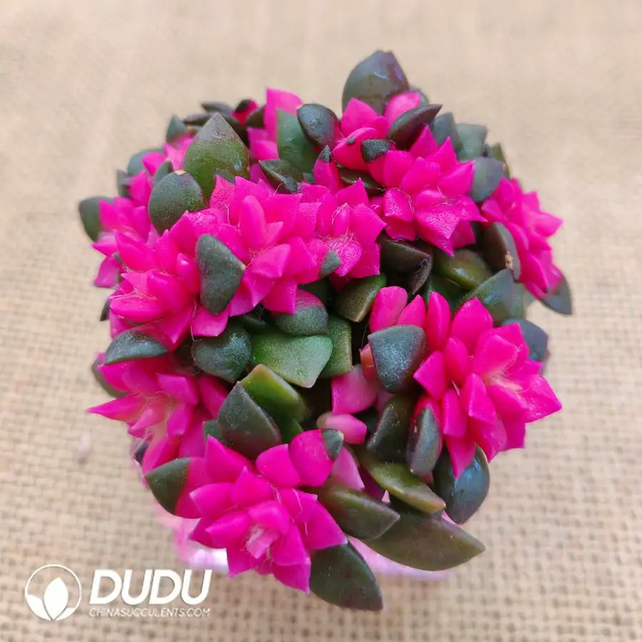 1756126493-1744870828-e201.webp Soilless Anacampseros Fubuki Clustering - Image 1