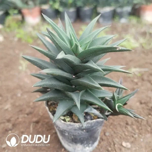Haworthia Female parent Sclerophyll Longcheng - Image 1