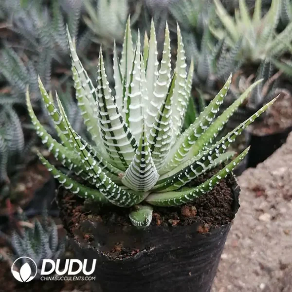 Haworthia Variegated (White Emperor) - Image 1