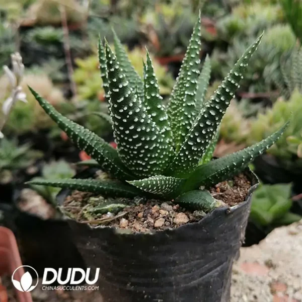 Haworthia pumila (L.) Duval - Image 1
