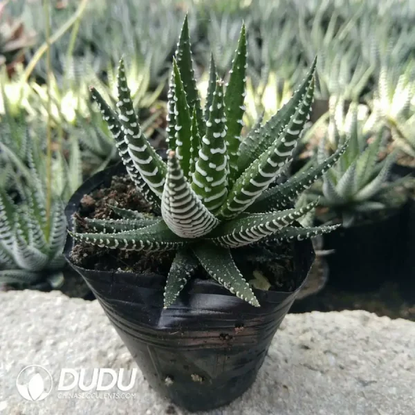 1756126510-1744870875-e201.webp Haworthia fasciata - Image 1