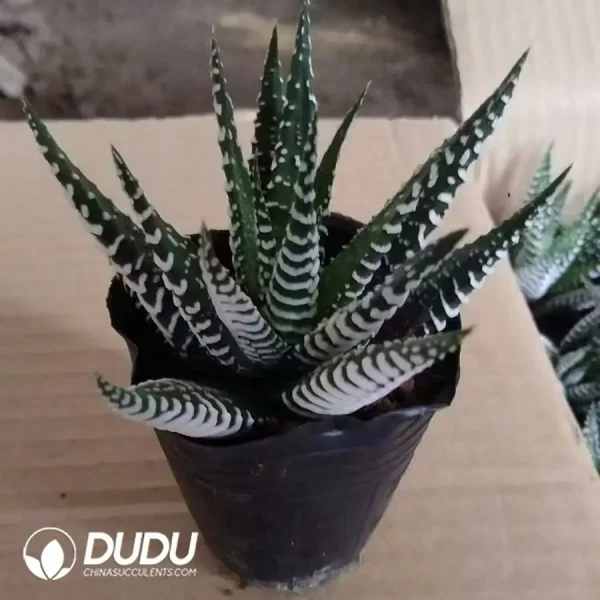 Haworthia fasciata - Image 1