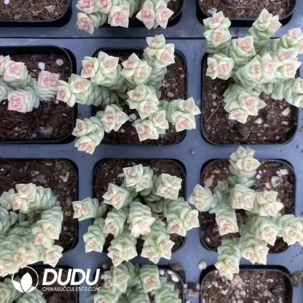 Crassula 'Tom Thumb' Variegated Clustering(Scattered Clustering) - Image 2