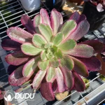 Aeonium Wedding Dress Clustering