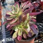 Aeonium Wedding Dress Clustering - Image 2