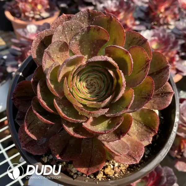 Aeonium Halloween Silky Variegated Clustering - Image 1