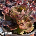 Aeonium Halloween Silky Variegated Clustering - Image 2