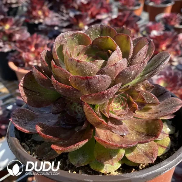 Aeonium Halloween Silky Variegated Clustering - Image 2