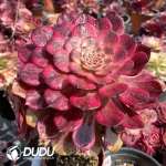 Aeonium Fire Cloud Clustering