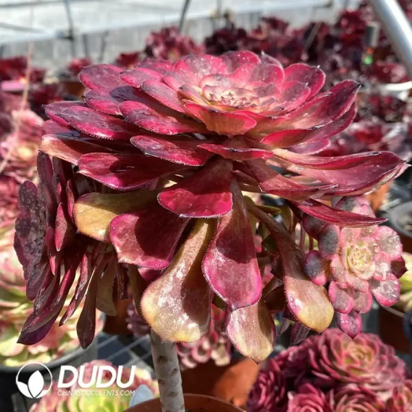 1756126522-1744870910-e202.webp Aeonium Fire Cloud Clustering - Image 2