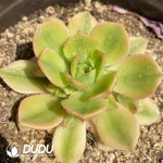 Aeonium Starburst Clustering