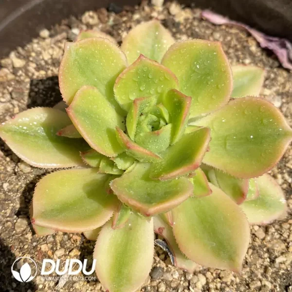 1756126525-1744870918-e201.webp Aeonium Starburst Clustering - Image 1