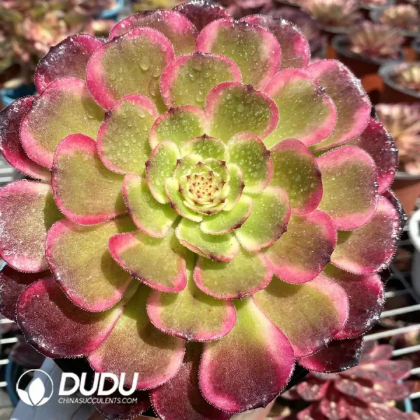 1756126529-1744870923-e201.webp Aeonium Black King Kong - Image 1