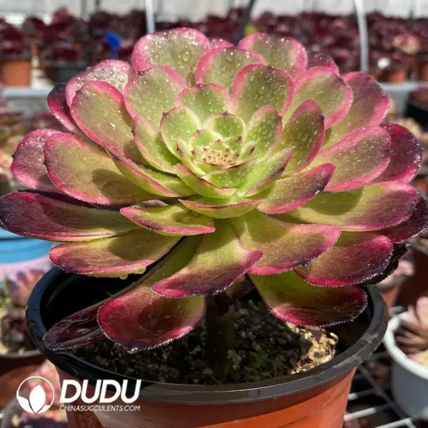 1756126530-1744870925-e202.webp Aeonium Black King Kong - Image 2