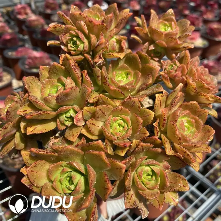 1756126538-1744870944-e201.webp Aeonium Sweet Tea Clustering - Image 1