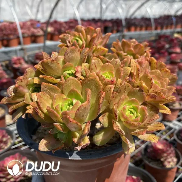 Aeonium Sweet Tea Clustering - Image 2