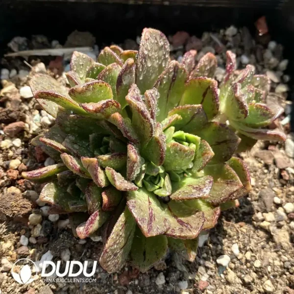 Aeonium Sweet Tea Clustering - Image 1