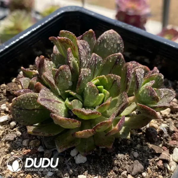 Aeonium Sweet Tea Clustering - Image 2