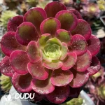 Aeonium Canary