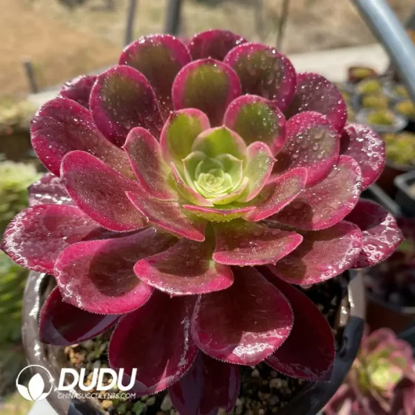 Aeonium Canary - Image 2